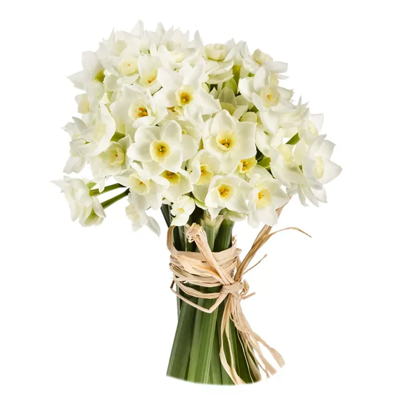 Нарцисс белый